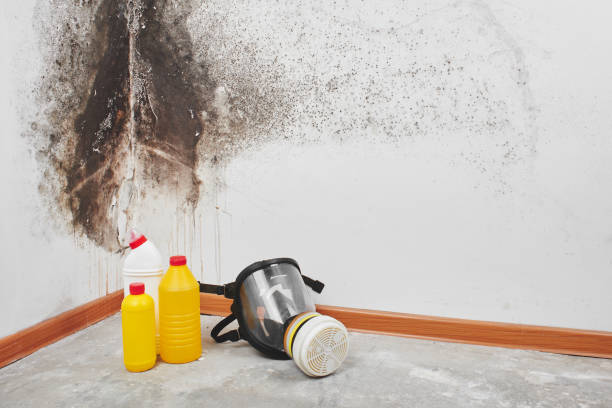 Best Mold Remediation Experts  in Park City, TN