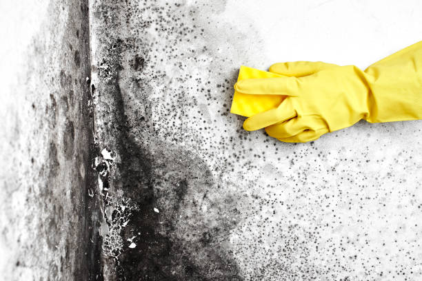 Best Certified Mold Removal  in Park City, TN