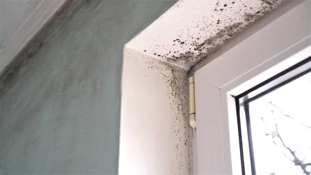 Best Fast Mold Removal  in Park City, TN