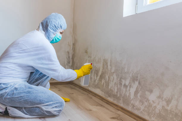 Mold Testing and Removal in Park City, TN