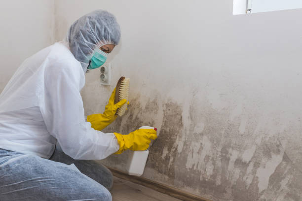 Best Toxic Mold Removal  in Park City, TN
