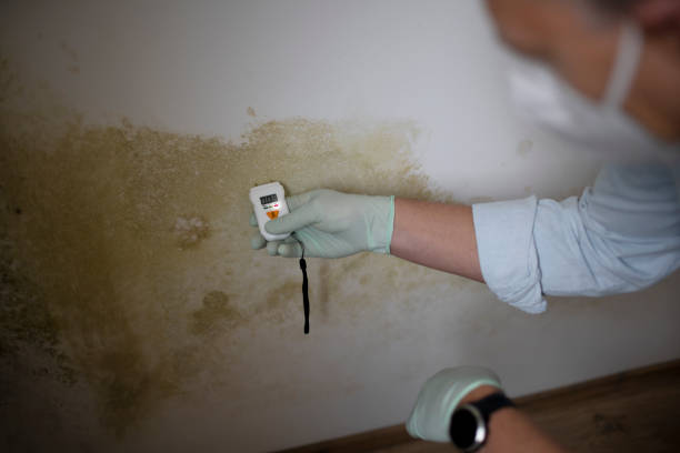 Best Mold Removal Specialists  in Park City, TN