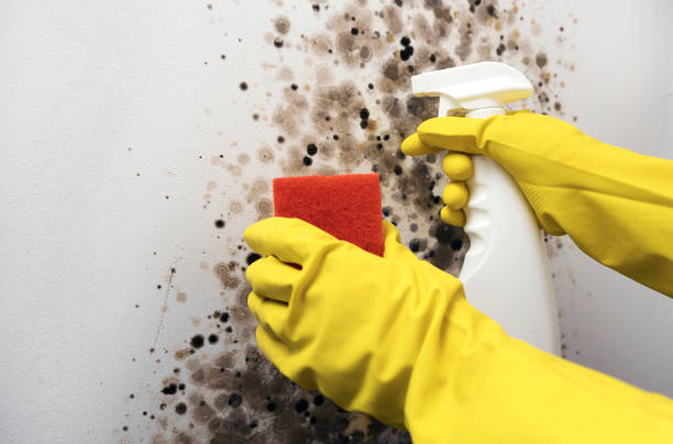 Best Affordable Mold Removal  in Park City, TN