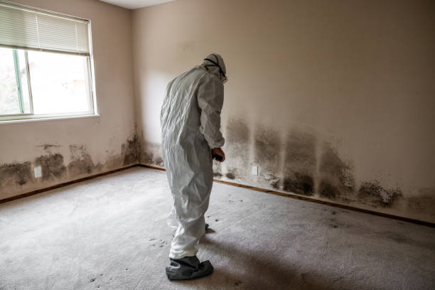 Best Fast Mold Removal  in Park City, TN