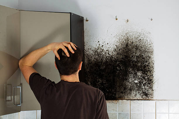 Best Local Mold Removal Service  in Park City, TN