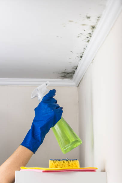 Best Commercial Mold Removal  in Park City, TN